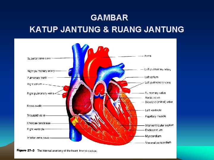 ANATOMI FISIOLOGI JANTUNG BAGIANBAGIAN SISTEM JANTUNG LETAK JANTUNG