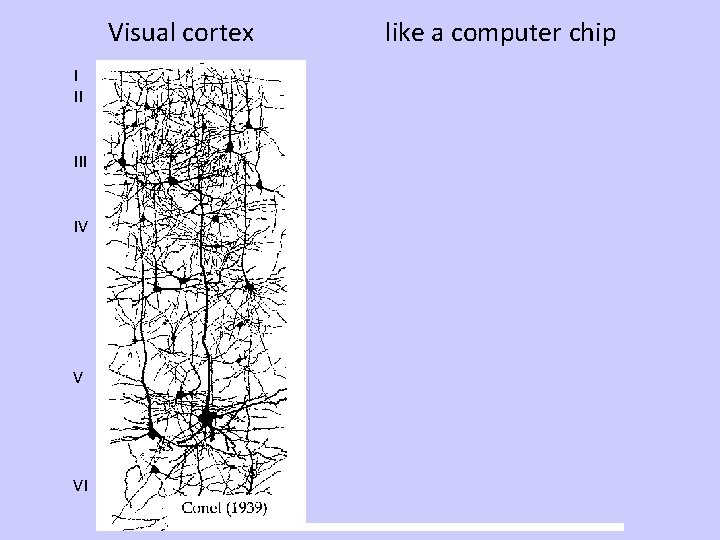 Visual cortex like a computer chip I II IV A B C V D