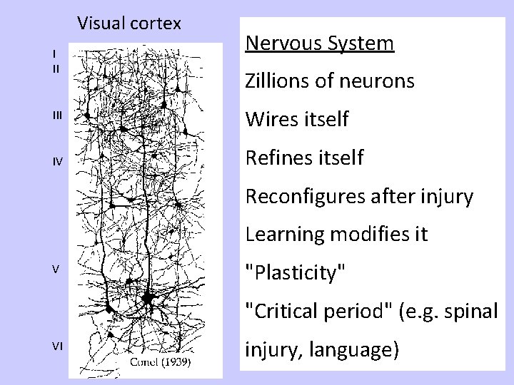 Visual cortex I II Nervous System Zillions of neurons III Wires itself IV Refines