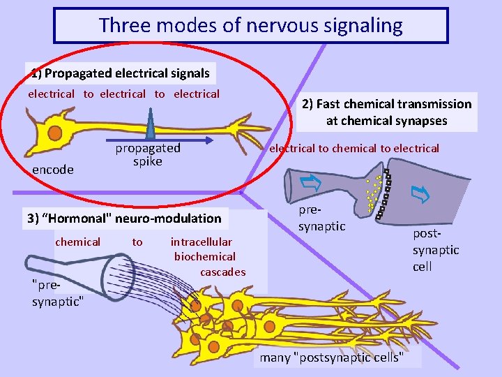 Three modes of nervous signaling 1) Propagated electrical signals electrical to electrical encode propagated