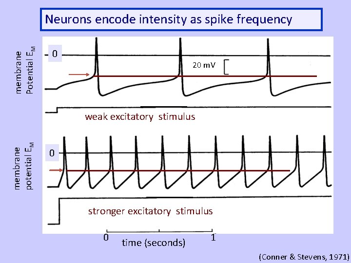 membrane Potential EM Neurons encode intensity as spike frequency 0 20 m. V membrane
