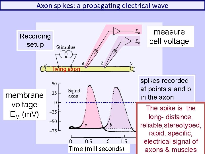 Axon spikes: a propagating electrical wave measure cell voltage Recording setup living axon spikes