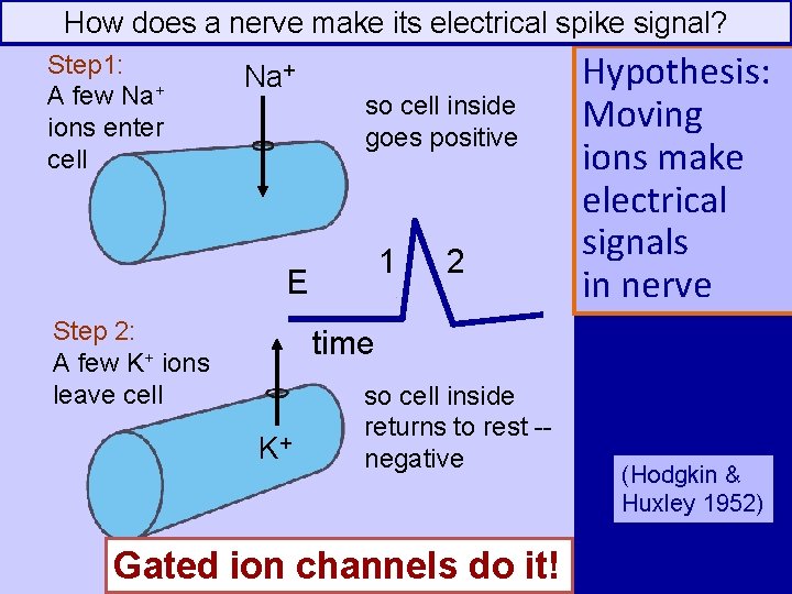 How does a nerve make its electrical spike signal? Step 1: A few Na+