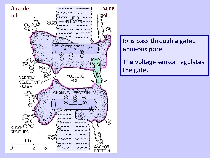Outside cell Inside cell Ions pass through a gated aqueous pore. The voltage sensor