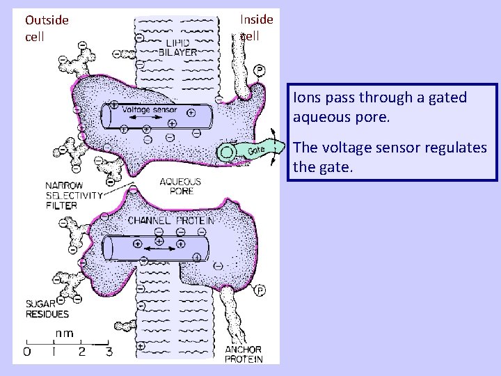 Outside cell Inside cell Ions pass through a gated aqueous pore. The voltage sensor