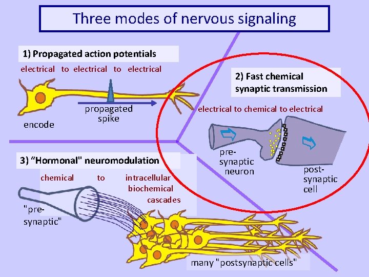 Three modes of nervous signaling 1) Propagated action potentials electrical to electrical encode propagated