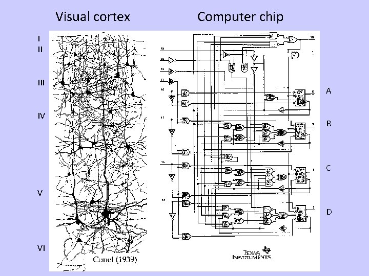 Visual cortex Computer chip I II IV A B C V D VI 