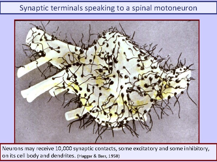 Synaptic terminals speaking to a spinal motoneuron Neurons may receive 10, 000 synaptic contacts,