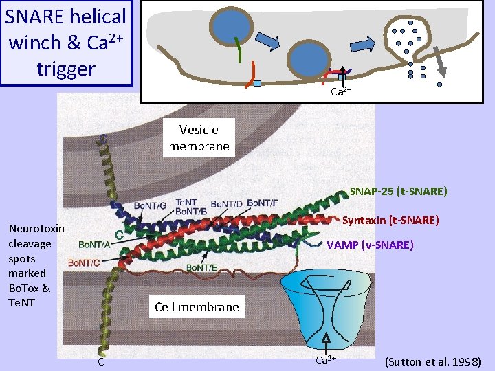 SNARE helical winch & Ca 2+ trigger Ca 2+ Vesicle membrane SNAP-25 (t-SNARE) Syntaxin