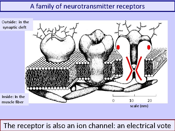 A family of neurotransmitter receptors Outside: in the synaptic cleft Inside: In the muscle