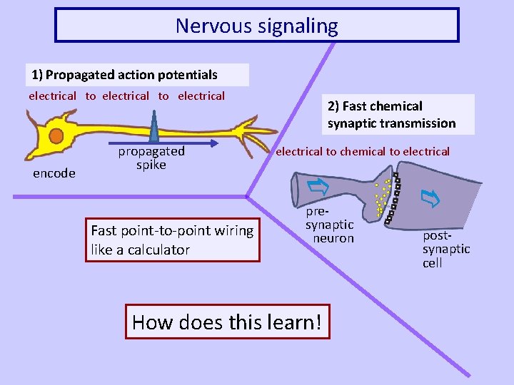 Nervous signaling 1) Propagated action potentials electrical to electrical encode propagated spike Fast point-to-point