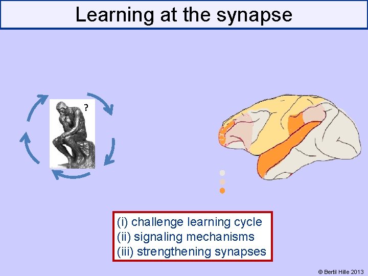 Learning at the synapse ? (i) challenge learning cycle (ii) signaling mechanisms (iii) strengthening