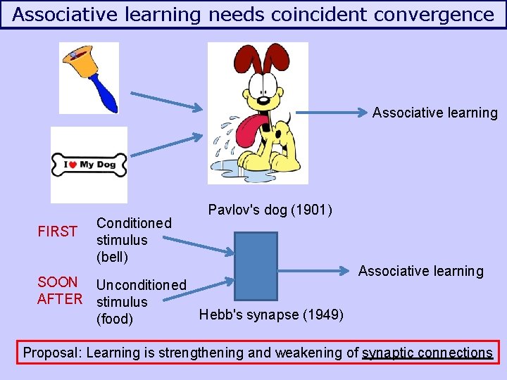 Associative learning needs coincident convergence Associative learning FIRST Conditioned stimulus (bell) Pavlov's dog (1901)