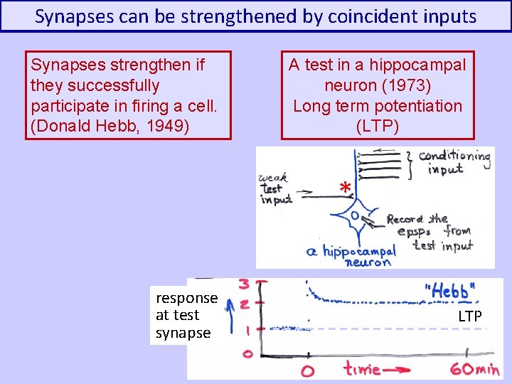 Synapses can be strengthened by coincident inputs Synapses strengthen if they successfully participate in
