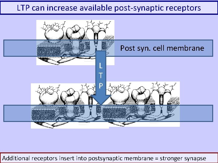 LTP can increase available post-synaptic receptors Post syn. cell membrane L T P 0