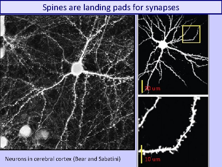 Spines are landing pads for synapses 30 um Neurons in cerebral cortex (Bear and