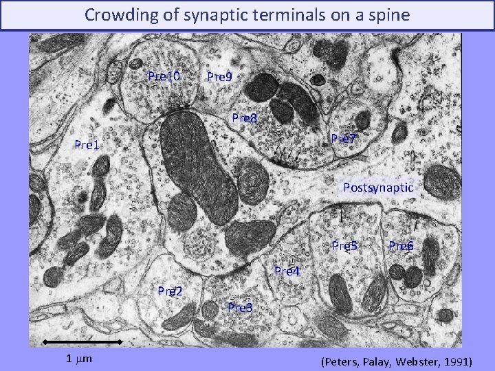 Crowding of synaptic terminals on a spine Pre 10 Pre 9 Pre 8 Pre