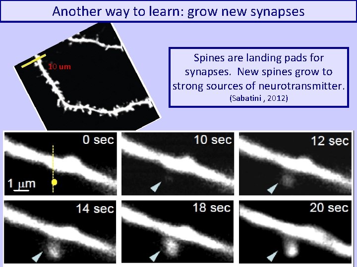 Another way to learn: grow new synapses 10 um Spines are landing pads for
