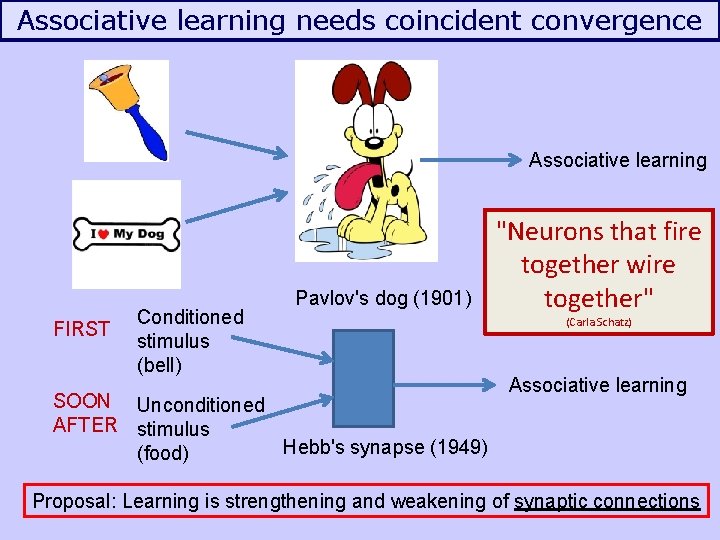Associative learning needs coincident convergence Associative learning FIRST Conditioned stimulus (bell) Pavlov's dog (1901)