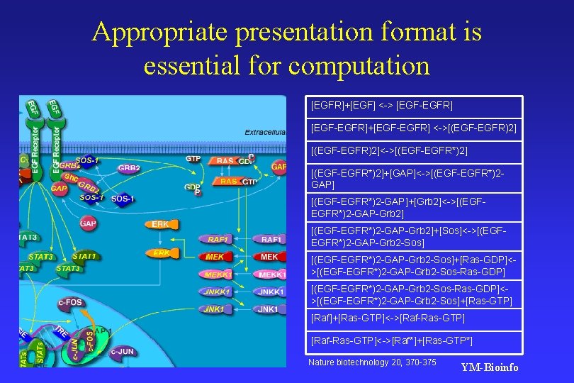 Appropriate presentation format is essential for computation [EGFR]+[EGF] <-> [EGF-EGFR]+[EGF-EGFR] <->[(EGF-EGFR)2]<->[(EGF-EGFR*)2]+[GAP]<->[(EGF-EGFR*)2 GAP] [(EGF-EGFR*)2 -GAP]+[Grb