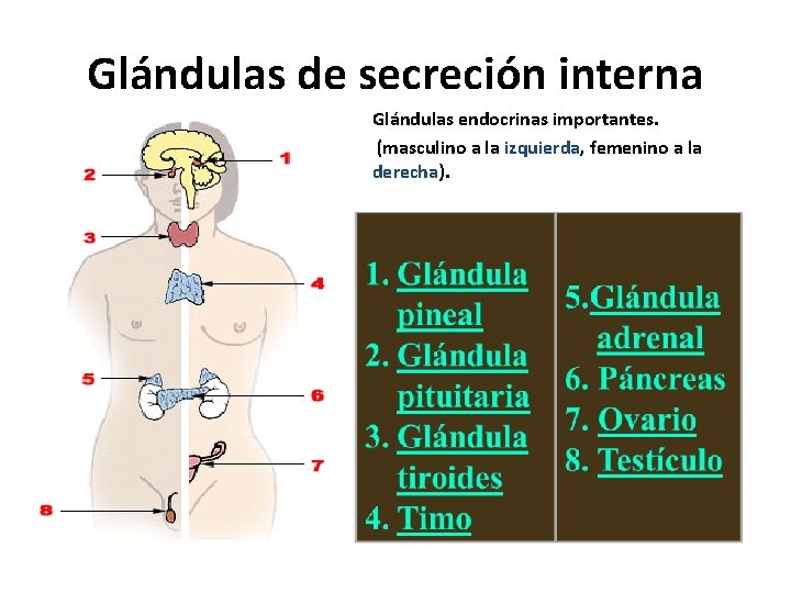 Glándulas de secreción interna Glándulas endocrinas importantes. (masculino a la izquierda, femenino a la