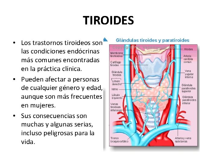 TIROIDES • Los trastornos tiroideos son las condiciones endócrinas más comunes encontradas en la