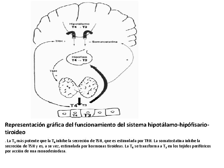 Representación gráfica del funcionamiento del sistema hipotálamo-hipófisariotiroideo. La T 3 más potente que la