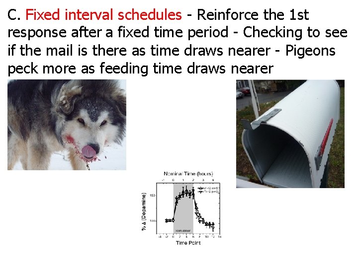 C. Fixed interval schedules - Reinforce the 1 st response after a fixed time