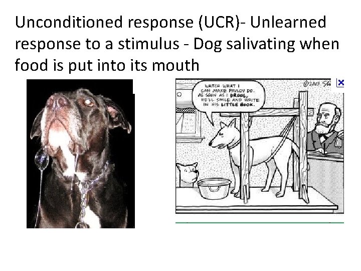 Unconditioned response (UCR)- Unlearned response to a stimulus - Dog salivating when food is