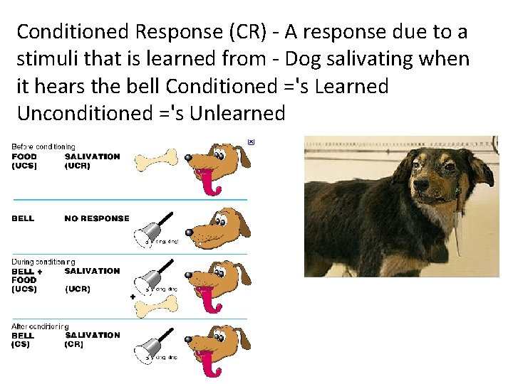 Conditioned Response (CR) - A response due to a stimuli that is learned from