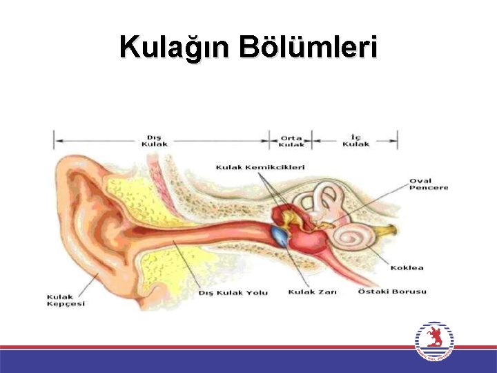 Kulağın Bölümleri 