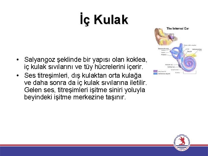 İç Kulak • Salyangoz şeklinde bir yapısı olan koklea, iç kulak sıvılarını ve tüy