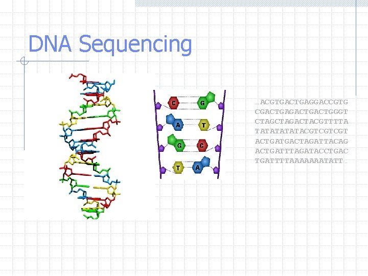 DNA Sequencing …ACGTGACTGAGGACCGTG CGACTGACTGGGT CTAGACTACGTTTTA TATATACGTCGTCGT ACTGATGACTAGATTACAG ACTGATTTAGATACCTGAC TGATTTTAAAAAAATATT… 