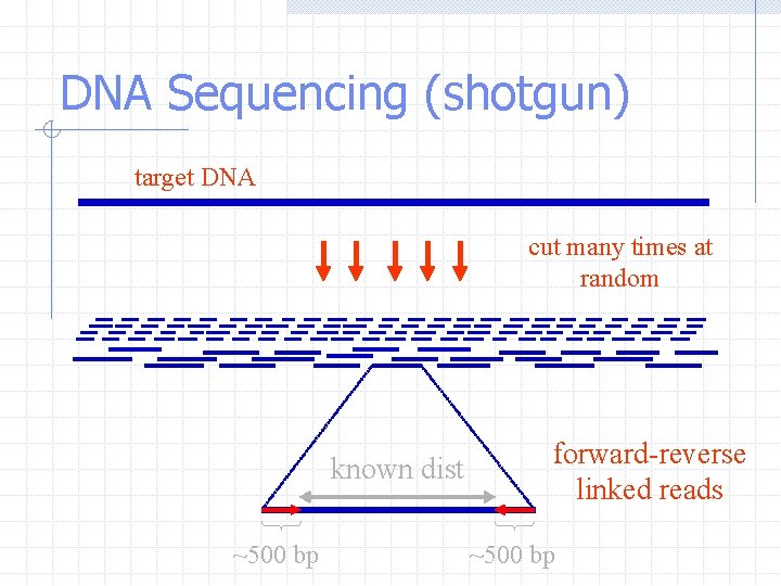 DNA Sequencing (shotgun) target DNA cut many times at random known dist ~500 bp