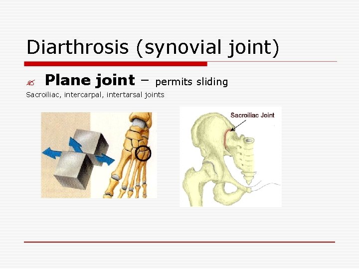 Diarthrosis (synovial joint) ? Plane joint – permits sliding Sacroiliac, intercarpal, intertarsal joints 