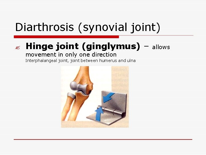 Diarthrosis (synovial joint) ? Hinge joint (ginglymus) – movement in only one direction Interphalangeal