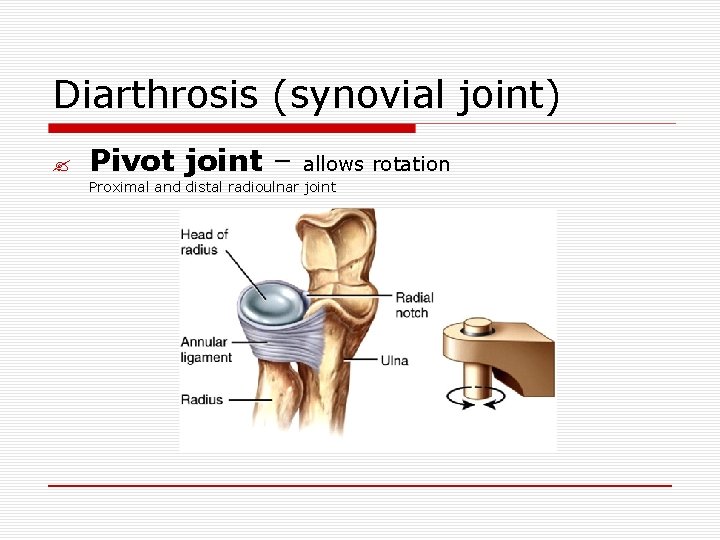 Diarthrosis (synovial joint) ? Pivot joint – allows rotation Proximal and distal radioulnar joint