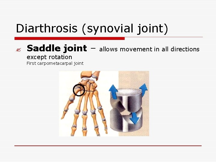 Diarthrosis (synovial joint) ? Saddle joint – except rotation First carpometacarpal joint allows movement