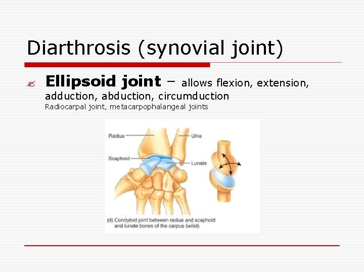 Diarthrosis (synovial joint) ? Ellipsoid joint – allows flexion, extension, adduction, abduction, circumduction Radiocarpal