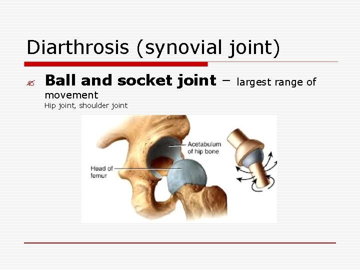 Diarthrosis (synovial joint) ? Ball and socket joint – movement Hip joint, shoulder joint