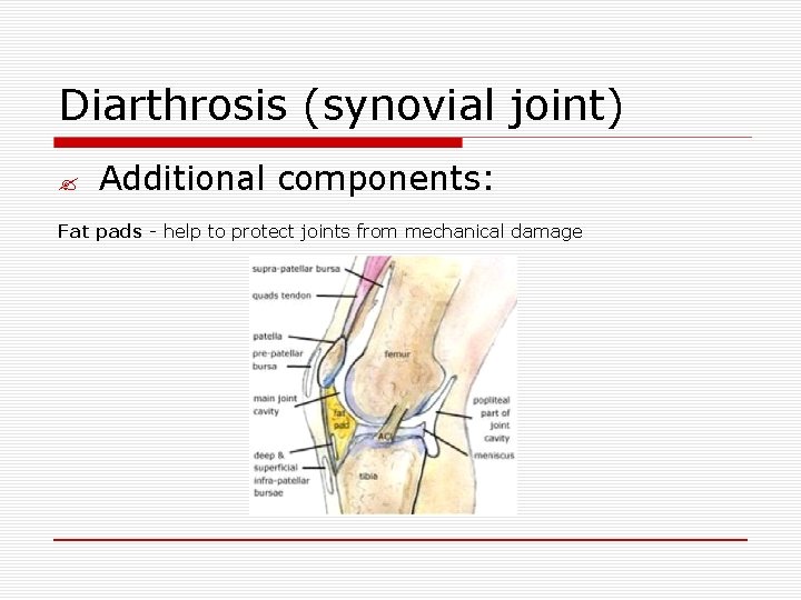 Diarthrosis (synovial joint) ? Additional components: Fat pads - help to protect joints from