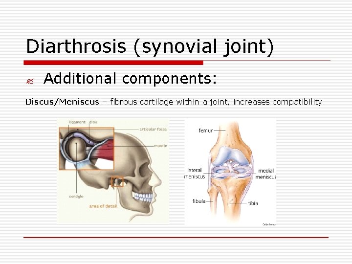 Diarthrosis (synovial joint) ? Additional components: Discus/Meniscus – fibrous cartilage within a joint, increases