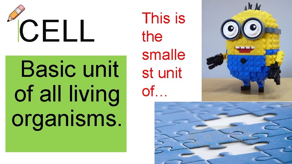 CELL Basic unit of all living organisms. This is the smalle st unit of… CELL Basic unit of all living organisms. This is the smalle st unit of…