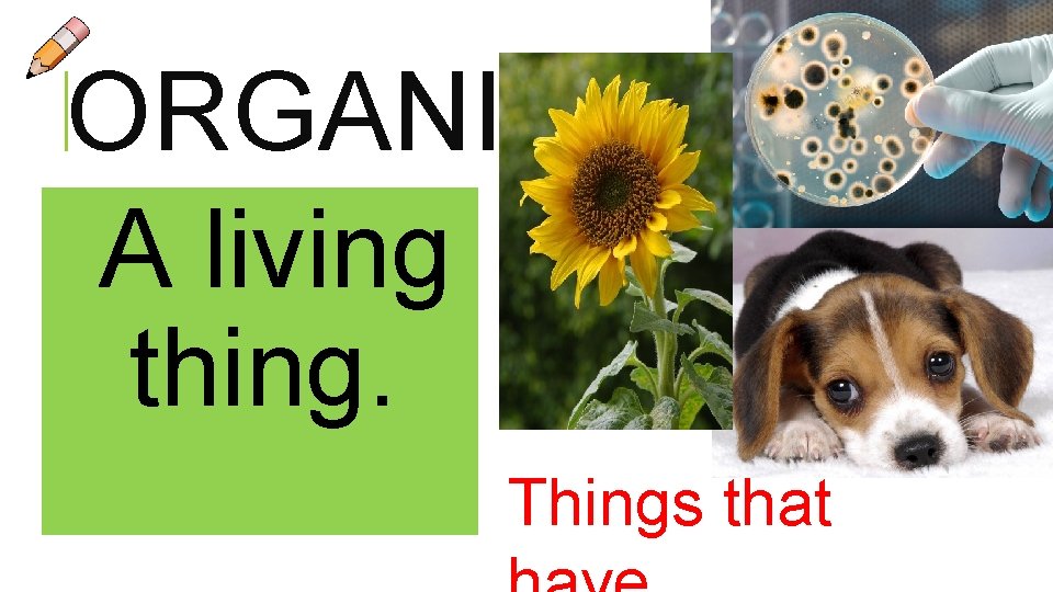 ORGANISM A living thing. Things that  ORGANISM A living thing. Things that