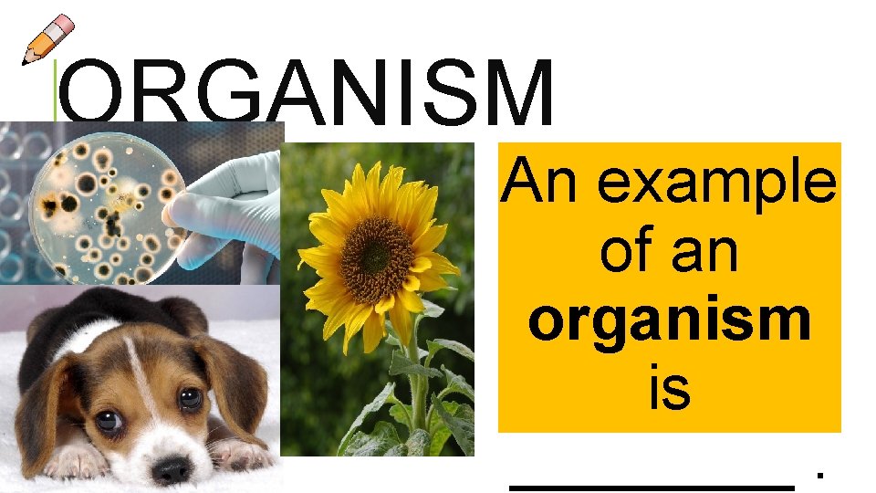 ORGANISM An example of an organism is ____.  ORGANISM An example of an organism is ____.