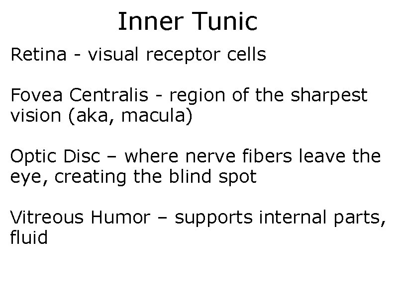 Inner Tunic Retina - visual receptor cells Fovea Centralis - region of the sharpest