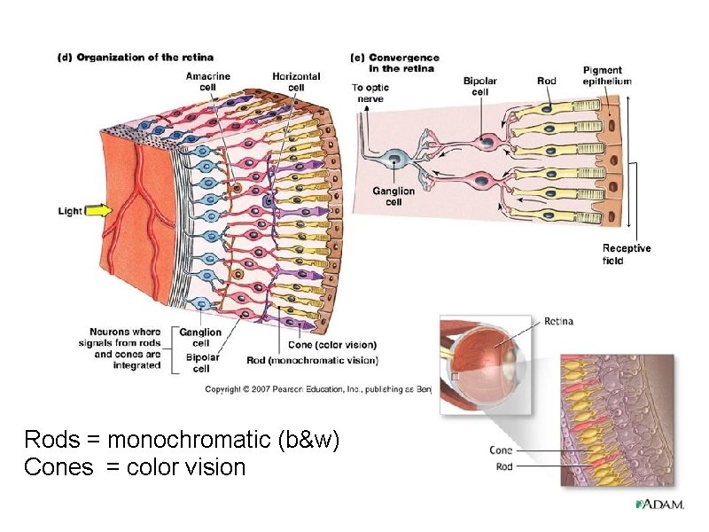 Rods = monochromatic (b&w) Cones = color vision 