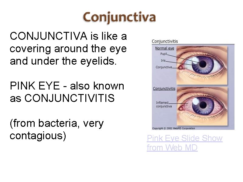 CONJUNCTIVA is like a covering around the eye and under the eyelids. PINK EYE