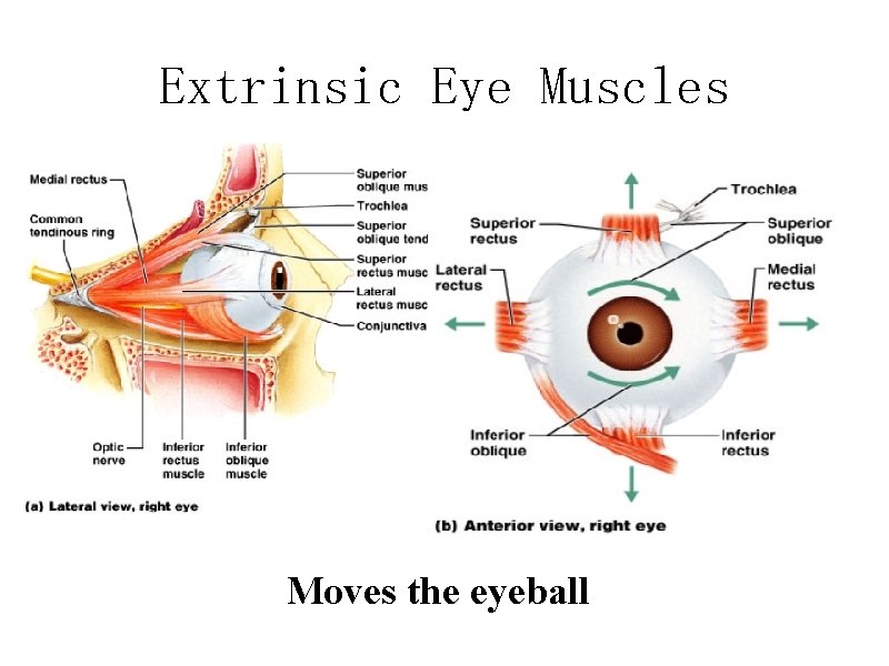Extrinsic Eye Muscles Moves the eyeball 