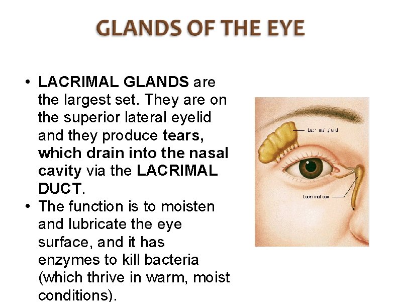  • LACRIMAL GLANDS are the largest set. They are on the superior lateral